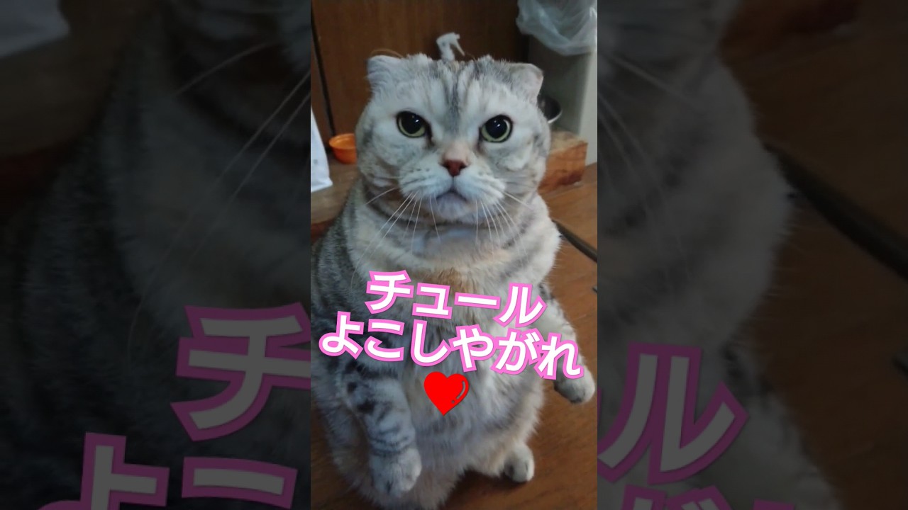 癖が強いCiaoちゅ～る催促するガチ野良スコティッシュフォールド🐱猫ミーム アントワネットちゃん