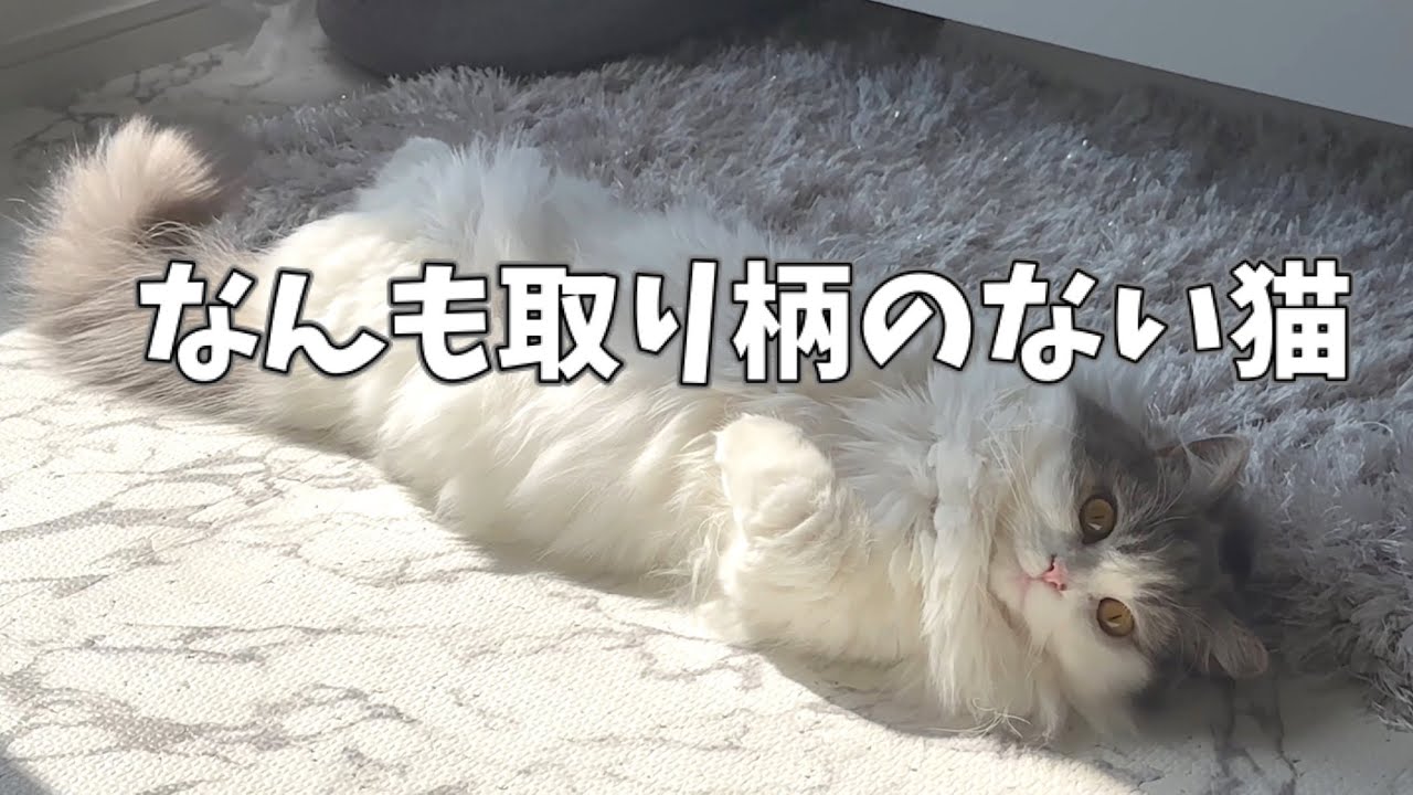 なんも取り柄のない猫が最後奇跡を起こす！笑