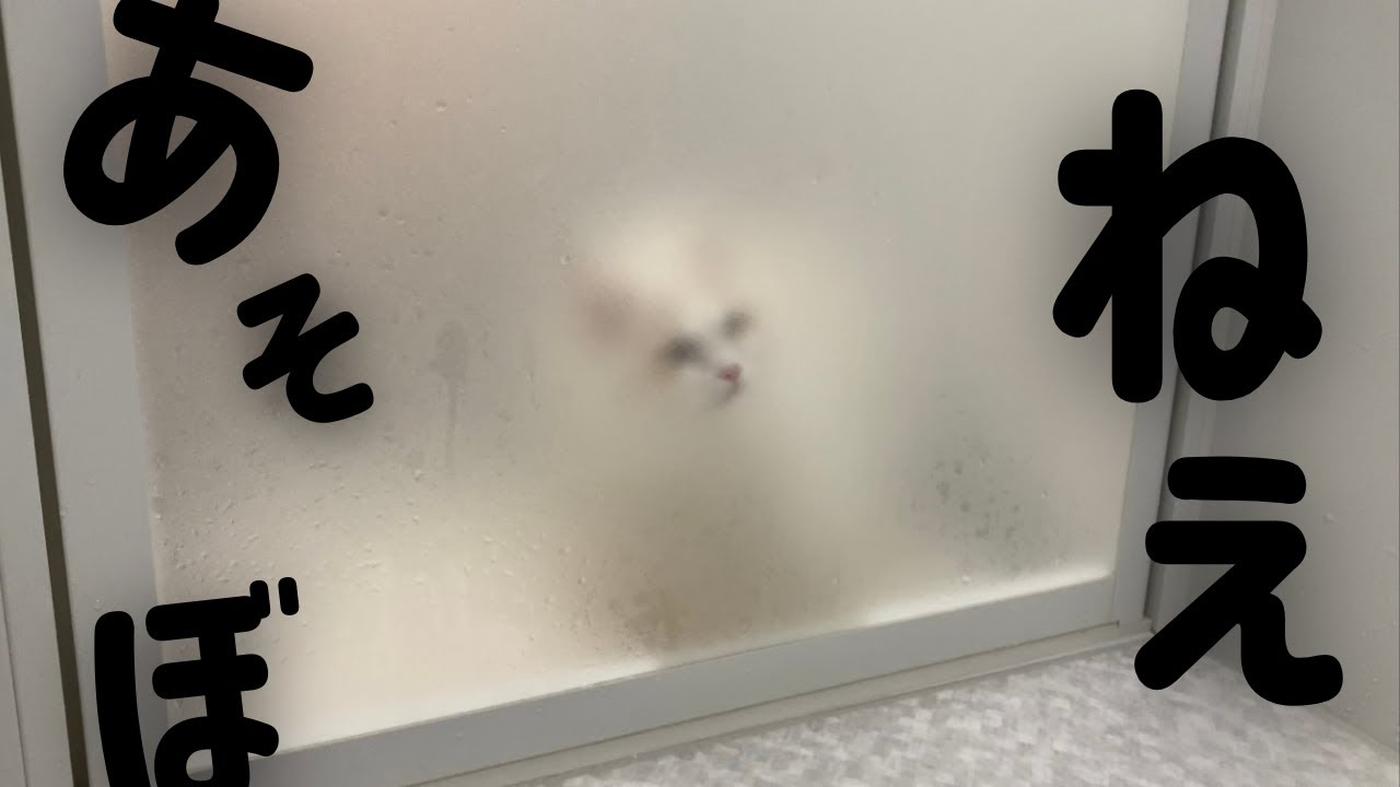 お風呂に入っているといつも遊びに来る猫がかわいいw｜ラグドール｜猫との暮らし｜