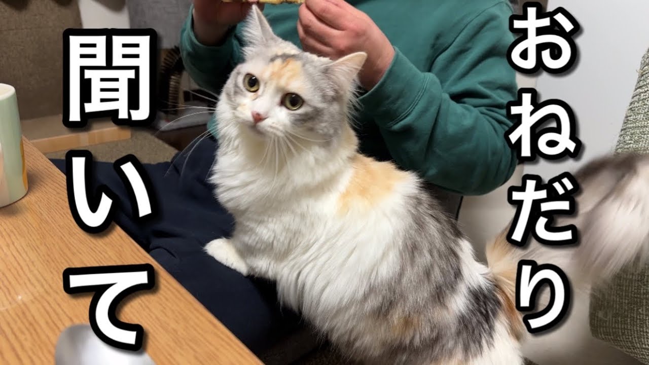 新米猫のおねだりに困ってます／わがまま猫とツンデレ猫