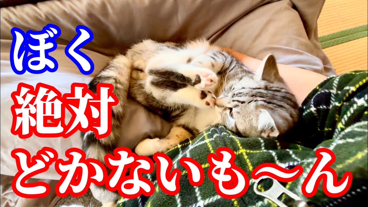 膝からどかないヘソ天マンチカン子猫が可愛すぎた