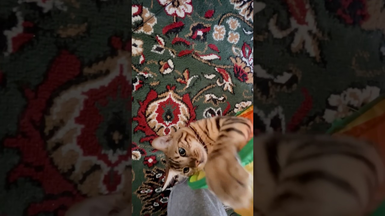 虎か豹なシンタロー🤣好奇心旺盛でイタズラ好きなよく遊ぶ賢い子🧐 #cat #ニャン #オシキャット #ベンガル #癒し動画