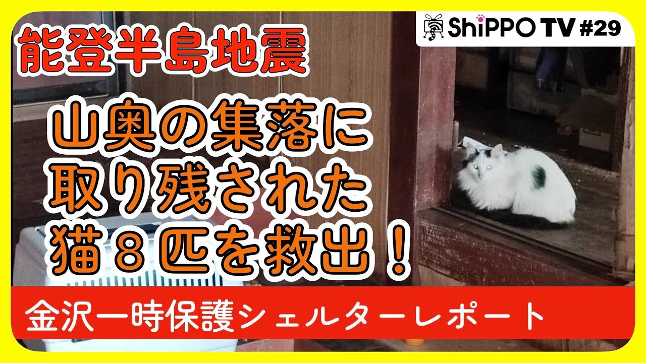 能登半島地震 被災地から猫たちを保護しました！　金沢の一時保護シェルター ペットレスキュー報告【ShippoTV 保護猫情報番組vol.29】