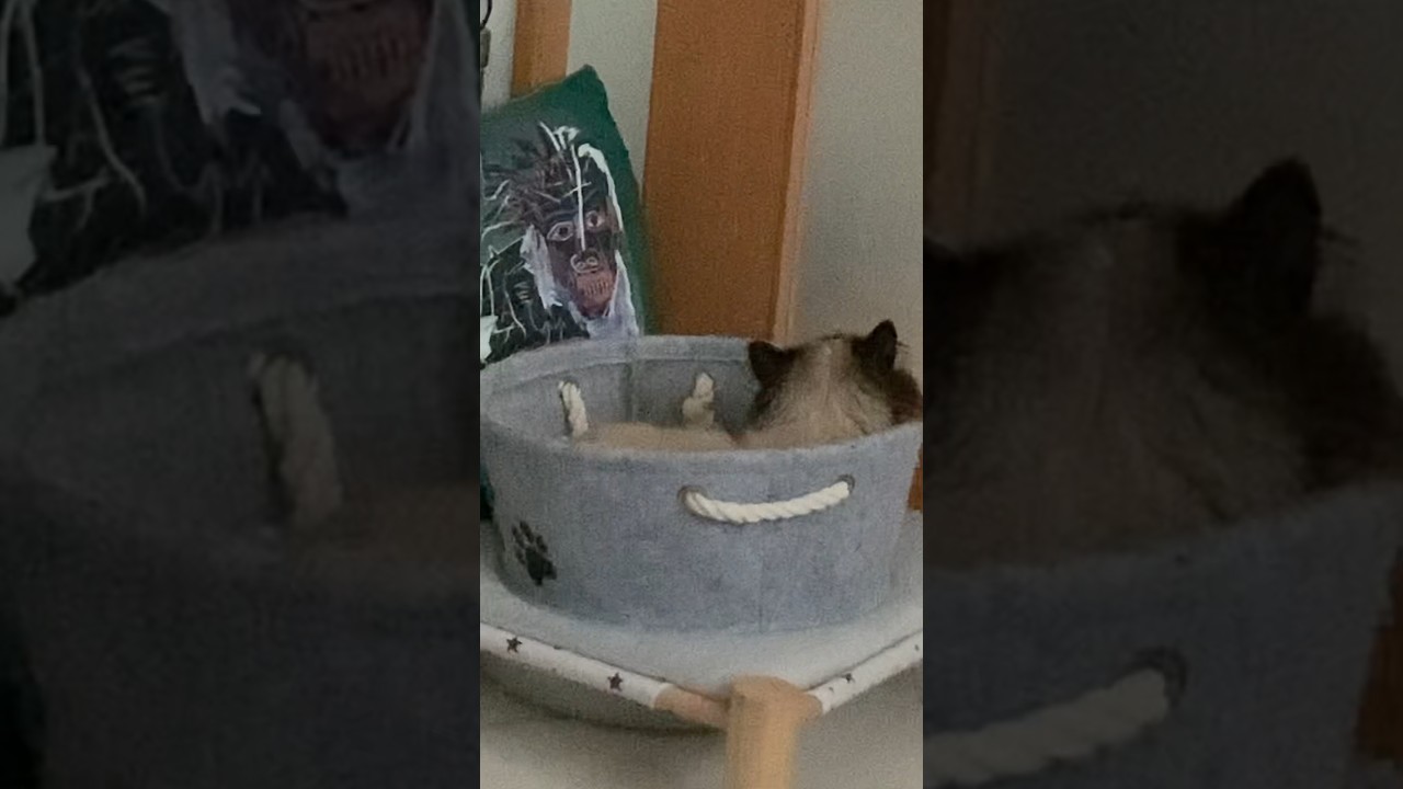 げんたくん昼寝#猫 #ヒマラヤン #猫のいる生活 #猫のいる暮らし #shorts