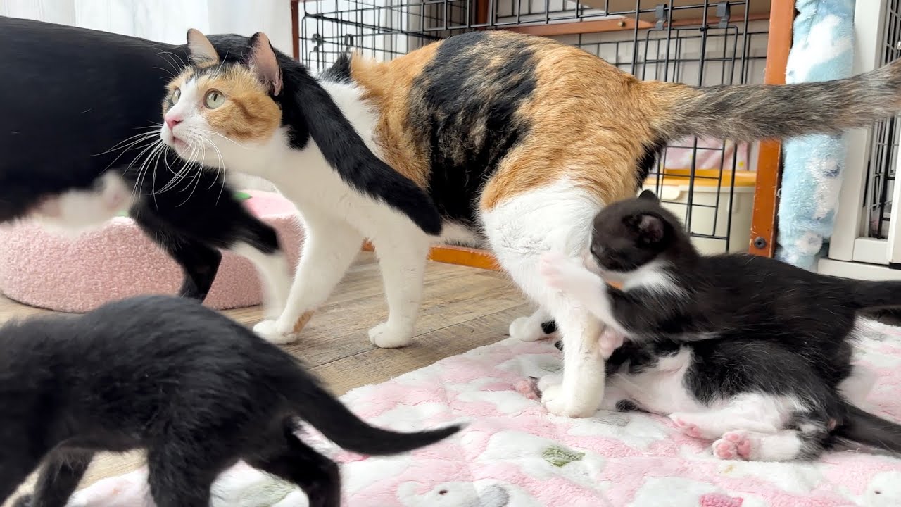 おっぱい立ち飲みする子だぁれだ？子猫8匹をママ猫3匹ひっちゃかめっちゃかな1日【ポノfam物語#30】A day in the life of 8 kittens and 3 mama cats.