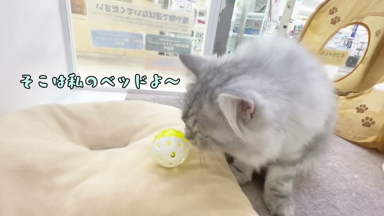 2024.03.01 ラガちゃんとボール