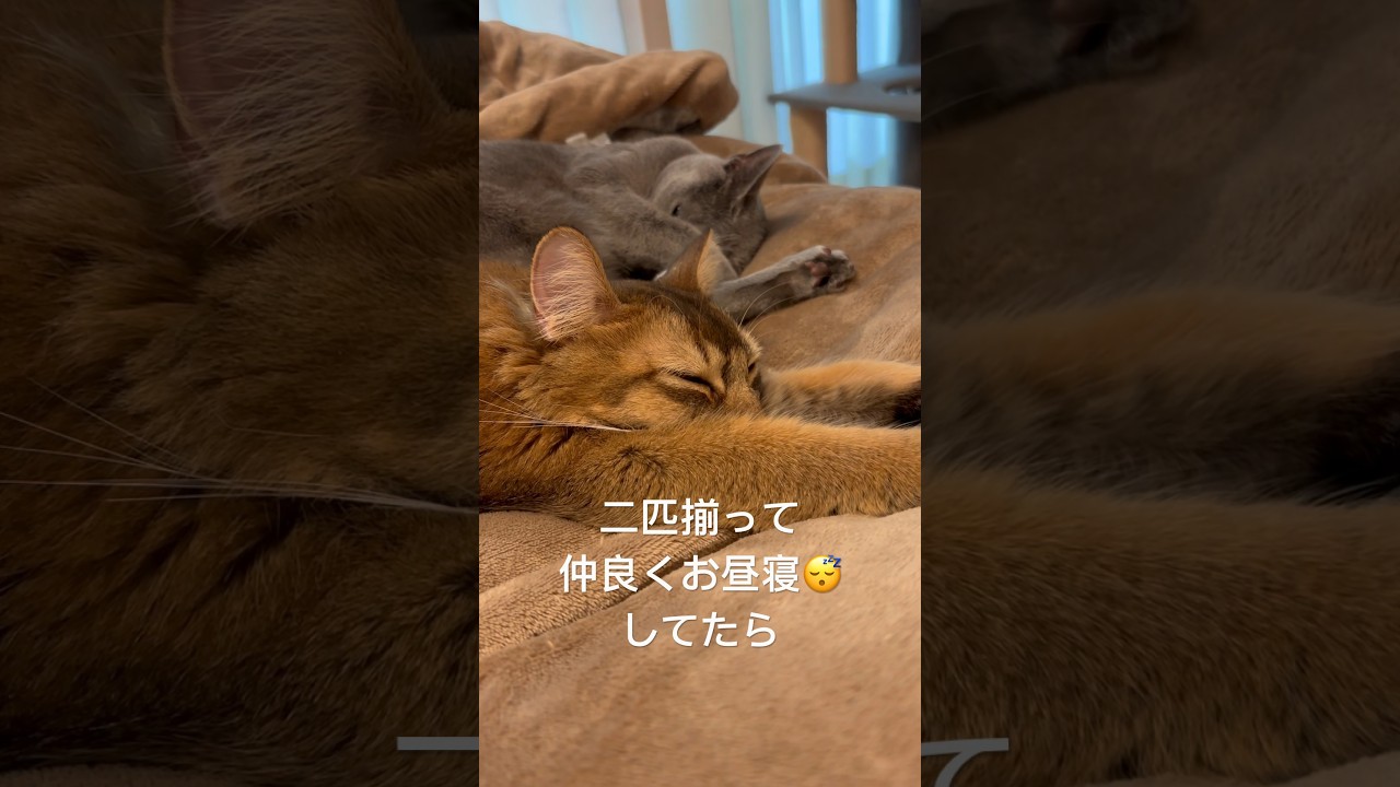 仲良くお昼寝してたのに #ロシアンブルー #ソマリ #ねこのいる生活