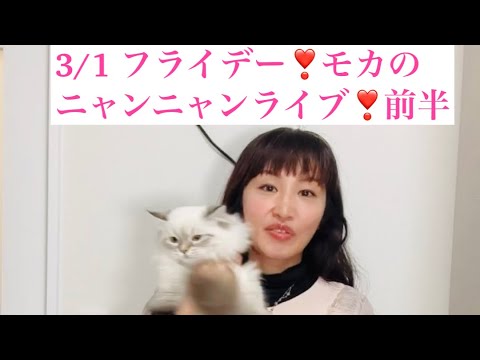 3/1 フライデー❣️モカのサイベリアン子猫ご紹介ライブ❣️前半