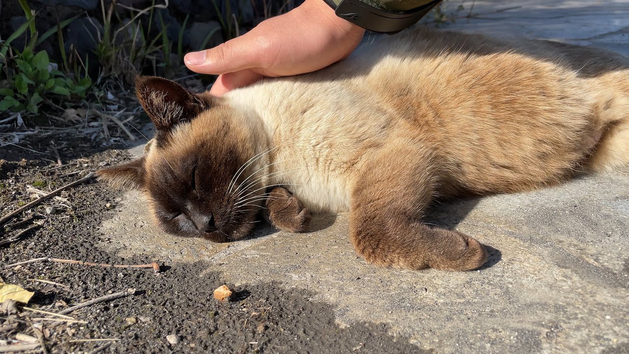 シャム猫さんナデナデされるとリラックスしたお顔と可愛い鳴き声が漏れて可愛いです
