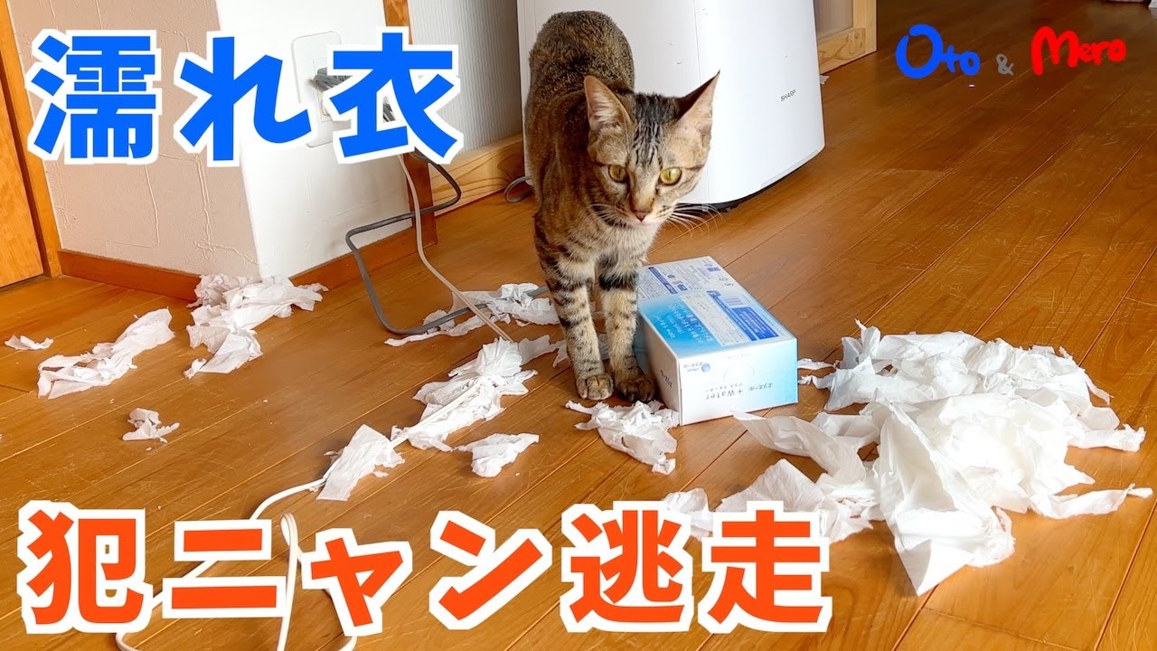【元保護猫】帰宅したら「ティッシュビリビリ事件」発生！現場にいた猫を現行犯逮捕したものの冤罪！逃走中の犯ニャンは白いモノに執着して手先が器用な、通称「白の女」｜生後約10ヶ月｜kitten.cat.
