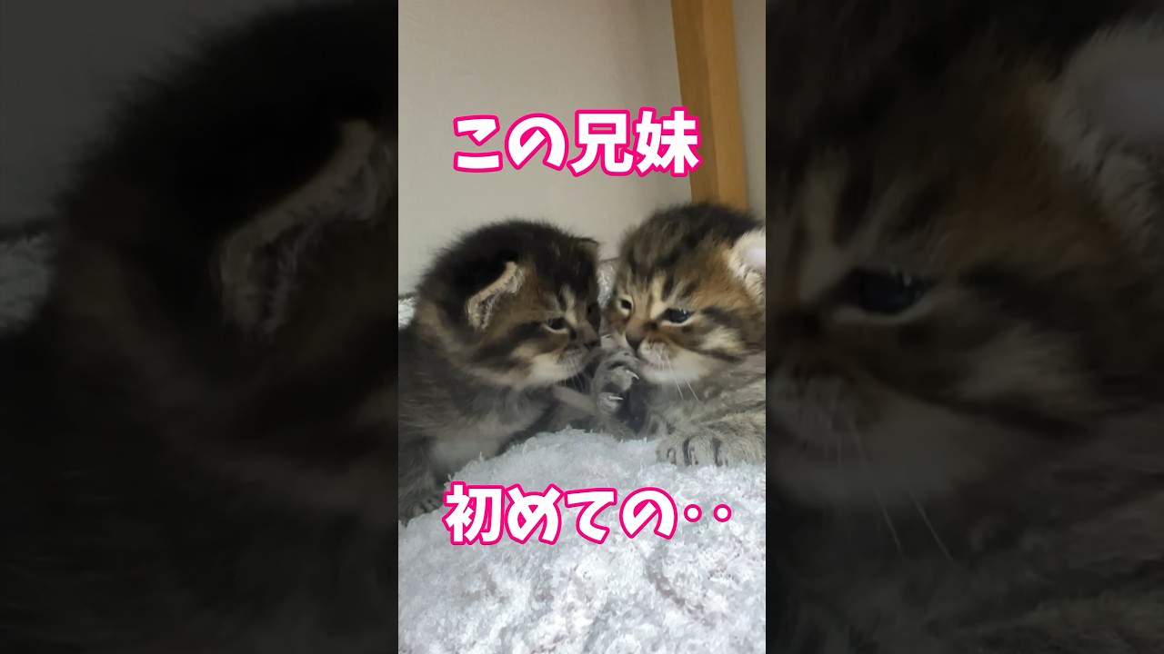 赤ちゃんが愛しすぎてすぐに会いに来ちゃうパパ猫✨