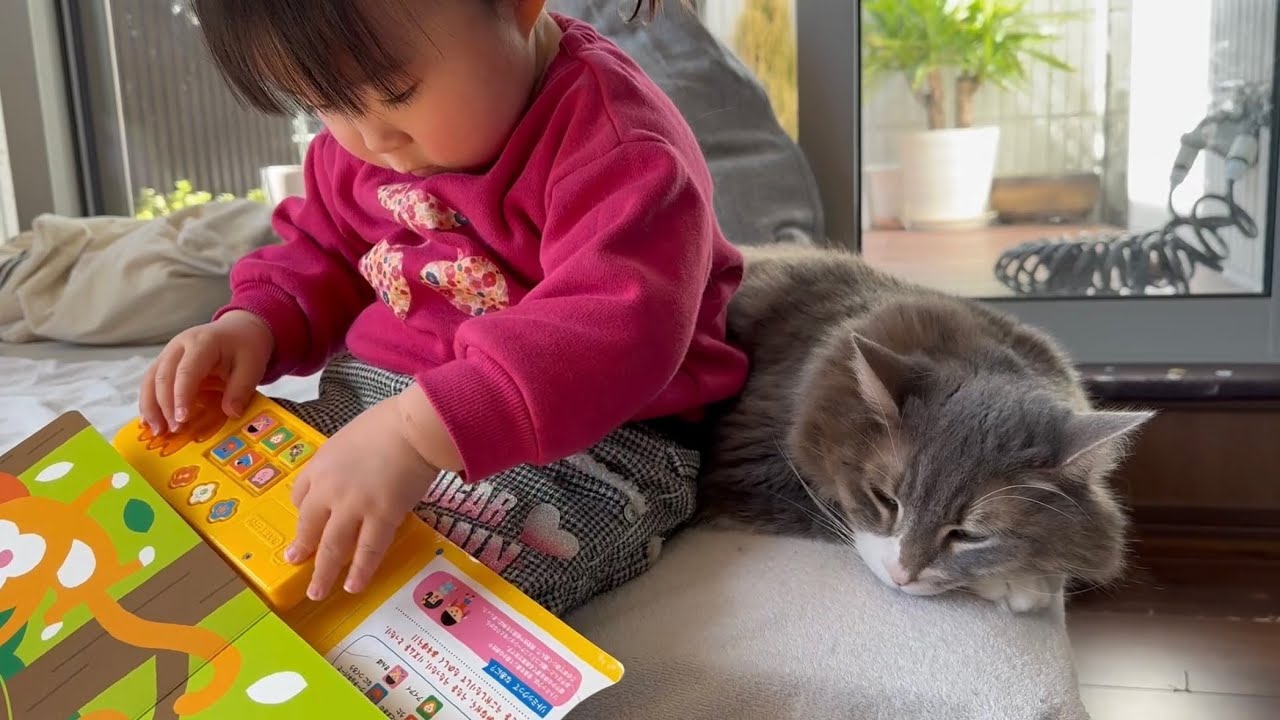 面倒見の良い猫　ノルウェージャンフォレストキャット　ラガマフィンA caring cat. Norwegian Forest Cat. Ragamuffin.