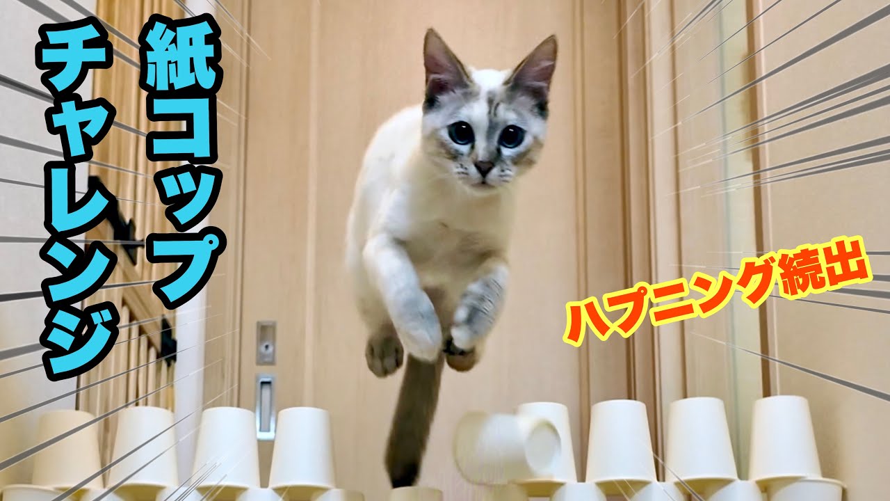 【猫のジャンプ力】大量の紙コップを前にした保護猫の反応が面白過ぎて脇腹痛くなったw