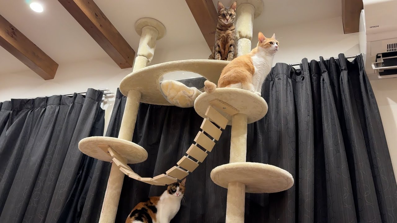 キャットタワーで猫たちがなにやら集会を行なっていました。