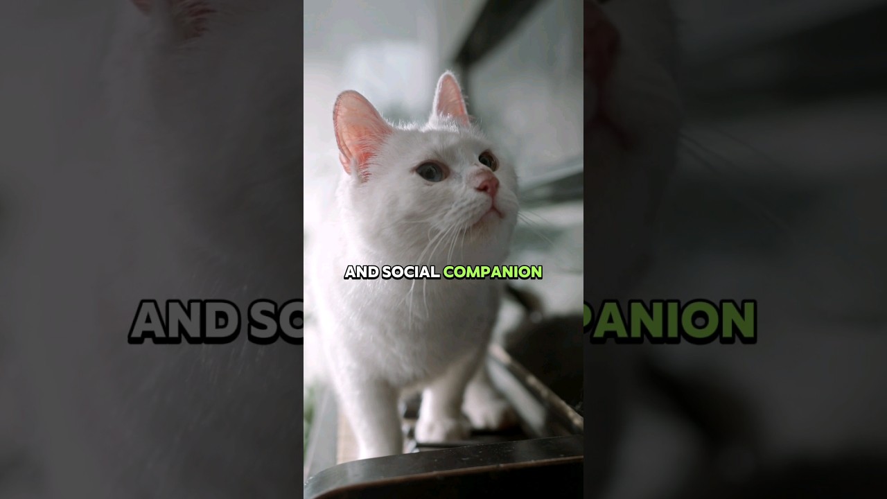 cat cute #short