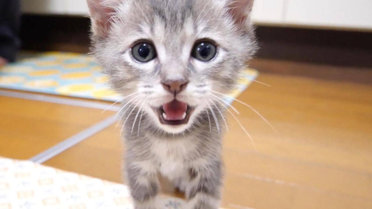 ひとりぼっちは寂しいからと子猫のベッドにそっと忍び込む子猫【赤ちゃん猫　保護猫】
