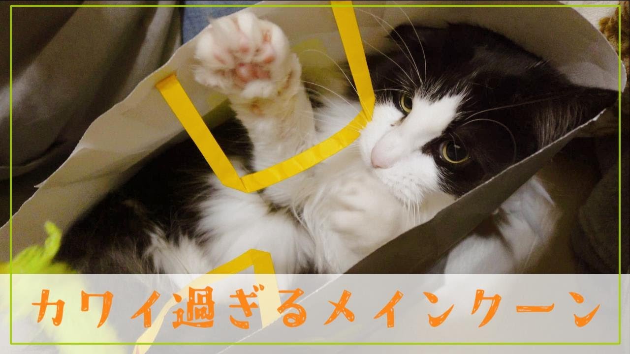 可愛すぎる♀メインクーン
