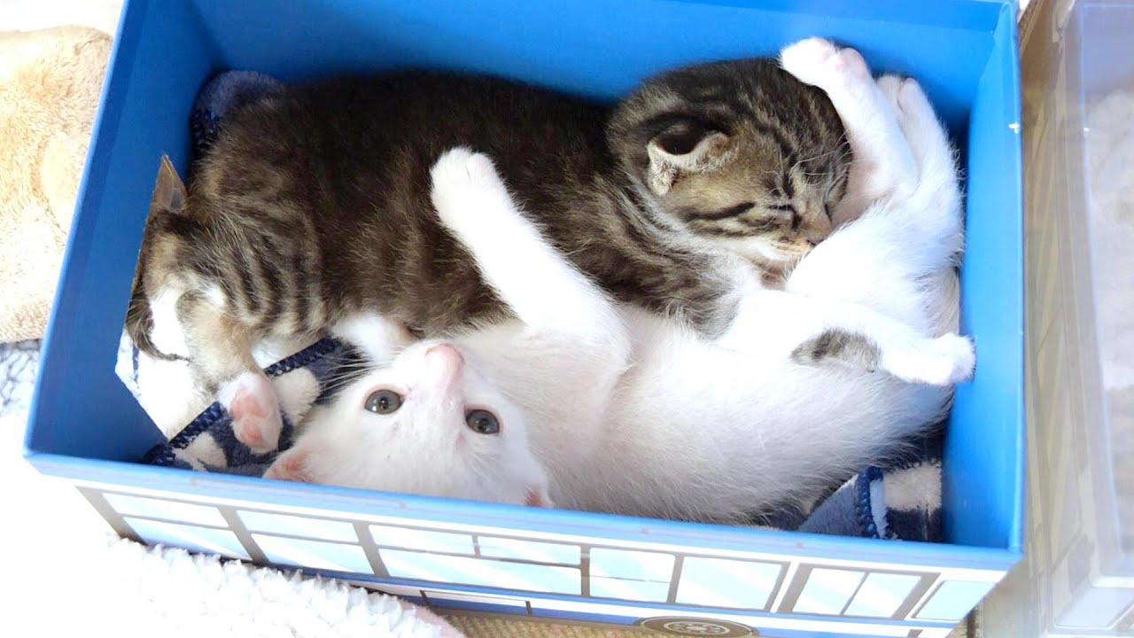 かわいい子猫の詰め合わせ箱にこの後予想外の事が起こってビックリしました【赤ちゃん猫　保護猫】