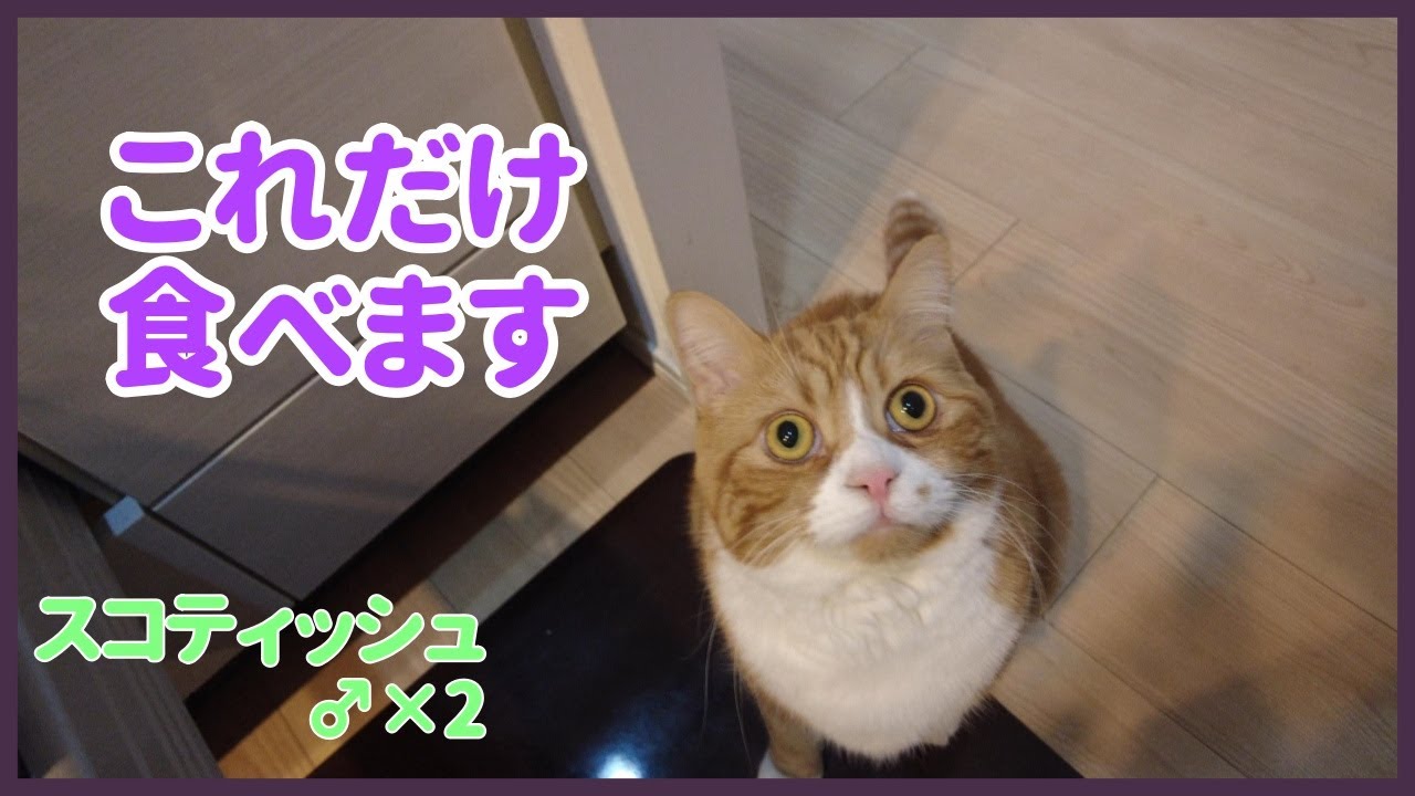 【スコティッシュ♂×2】猫2匹に何を食べさせているかいくらかけてるか【Food for 2 cats】