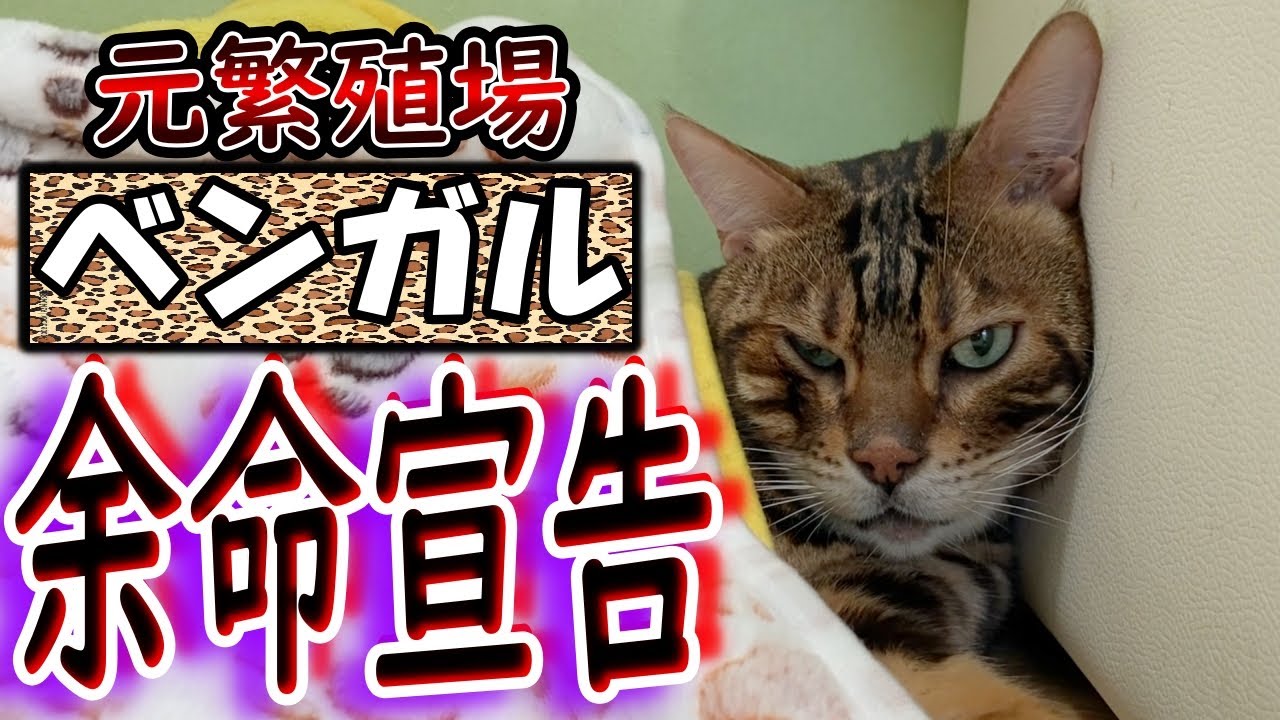 元繁殖場出身ベンガルの保護猫が肥大型心筋症になり余命宣告されました