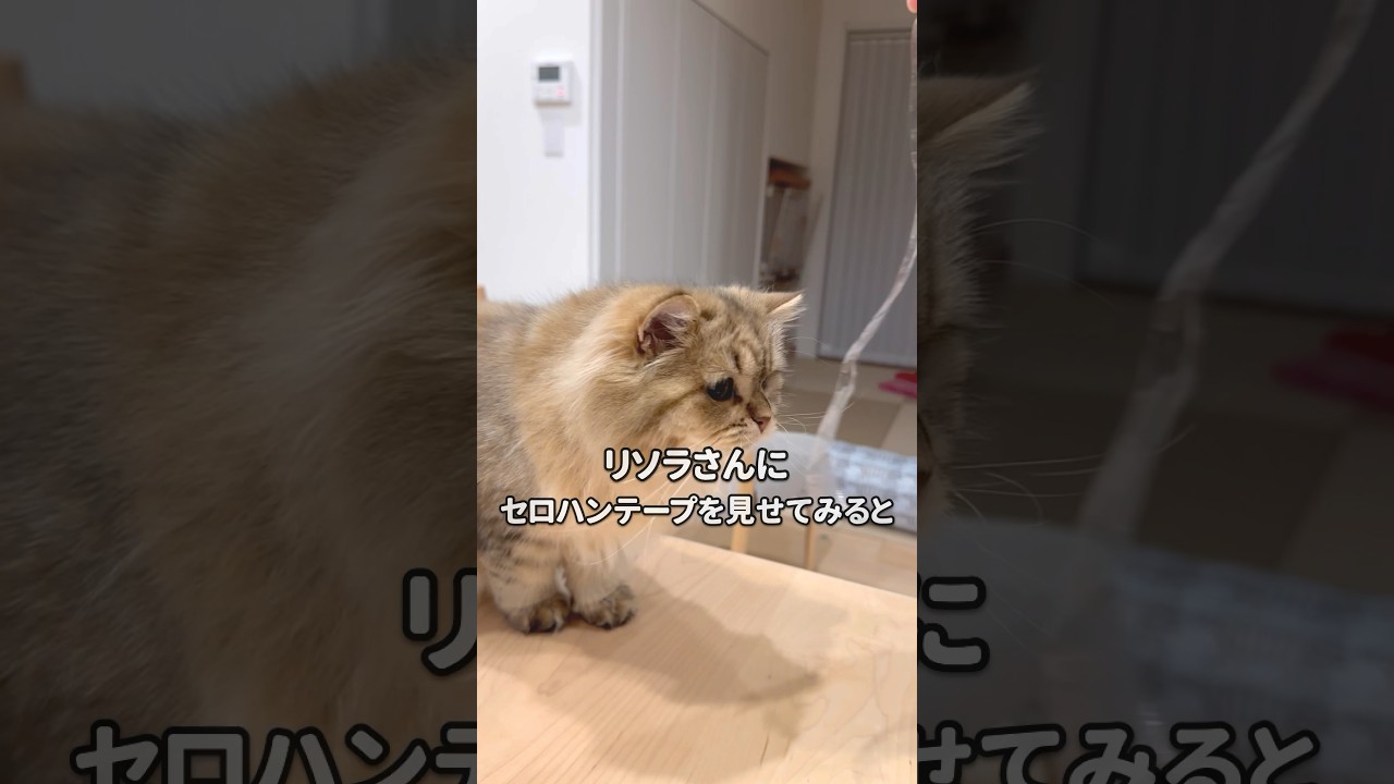 もふもふ猫（妹）にセロハンテープを見せてみると… 【サイベリアン】#Shorts