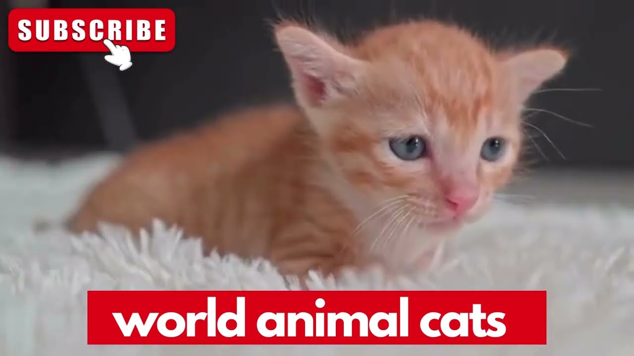 「猫の狂気: 世界で一番面白い猫たち!」