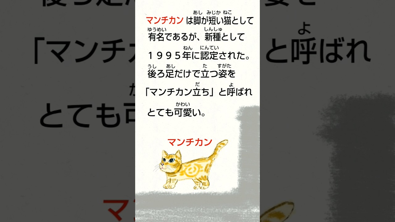 世界の珍しい猫スペシャル「マンチカン」猫神神社 #cat #神社参拝 #珍しい猫#猫動画 #ねこ #マンチカン