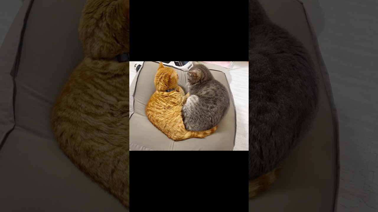 やっぱり茶々パパは... #猫 #マンチカン #shorts