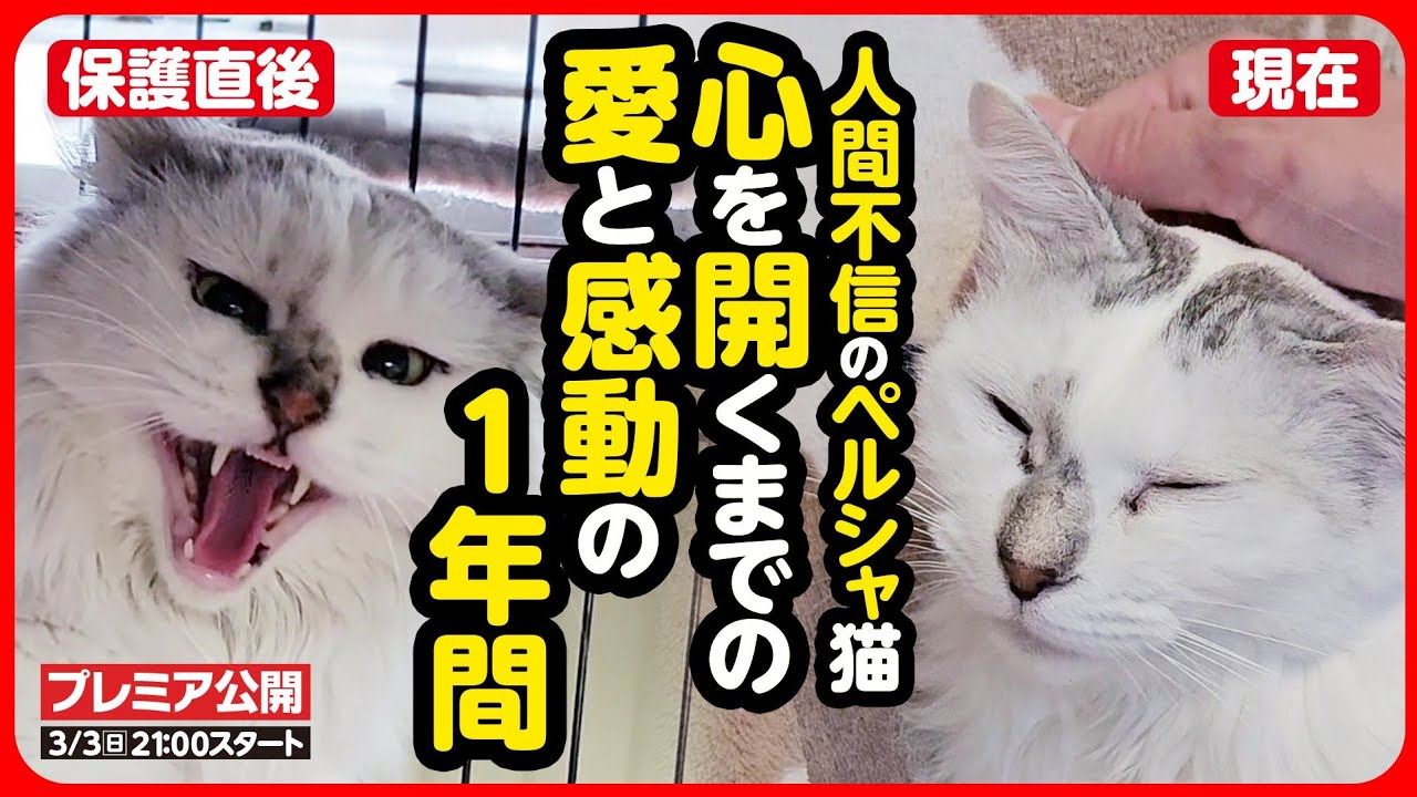 【感動】人に裏切られ、心を閉ざした保護猫...愛されることを知り、自分らしさを取り戻していくまでの1年間