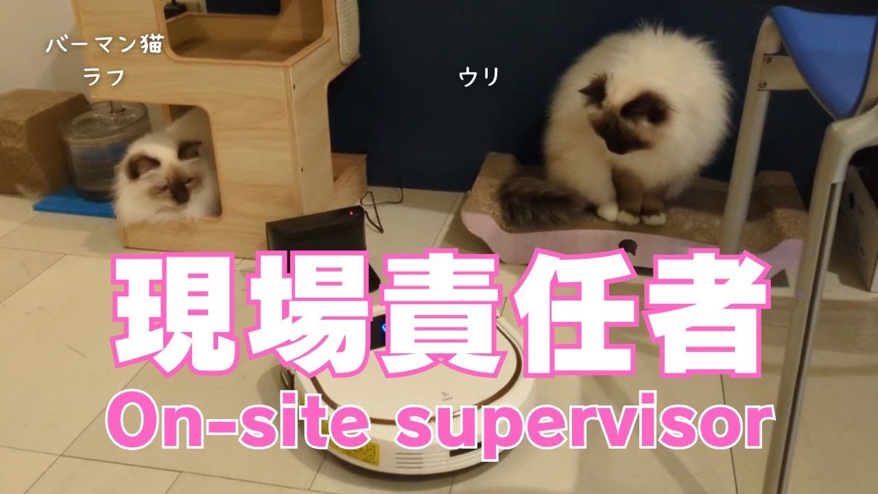 バーマン猫ラフとウリ【現場責任者】On-site supervisor（バーマン猫）Birman/Cat