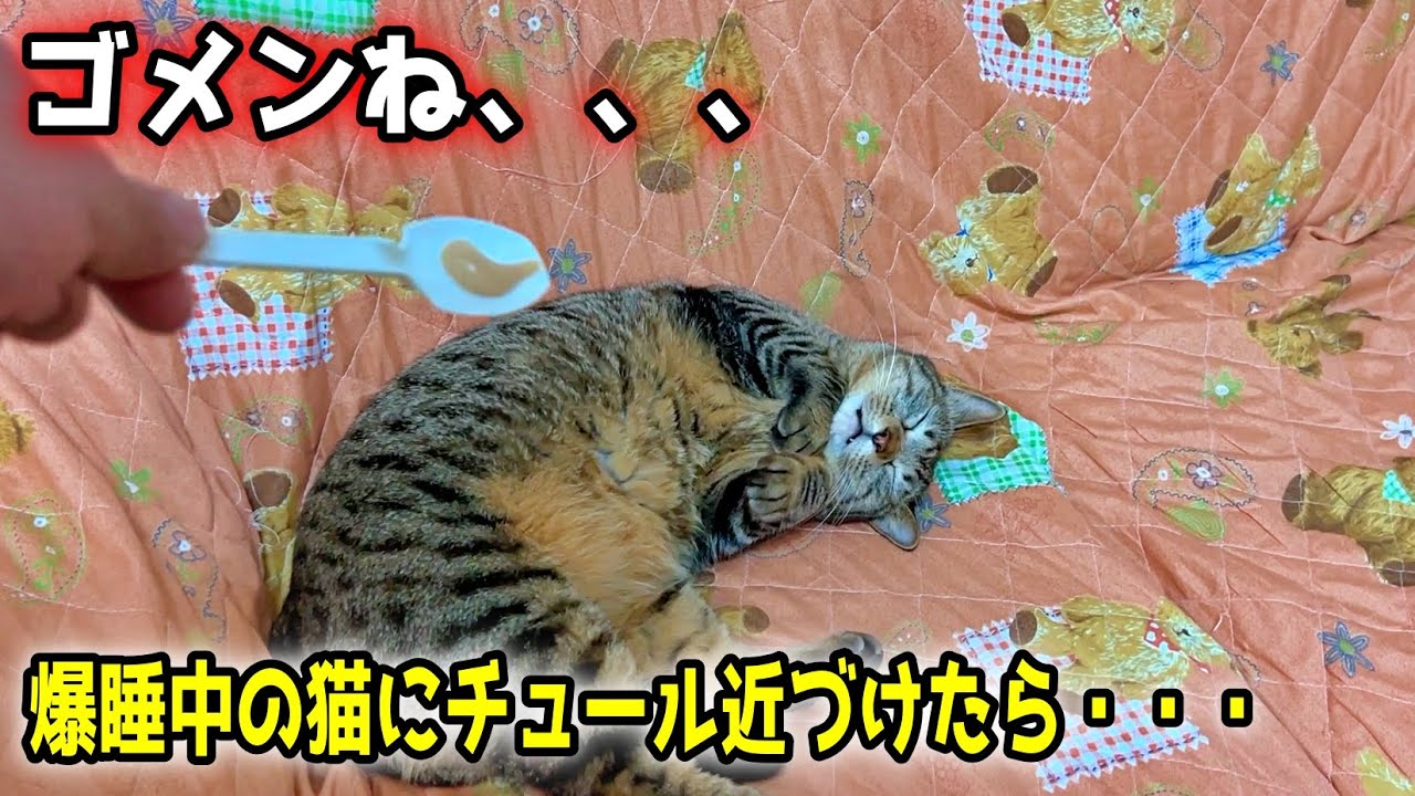 寝てる猫にチュールを近づけたら、申し訳ない気持ちになりました