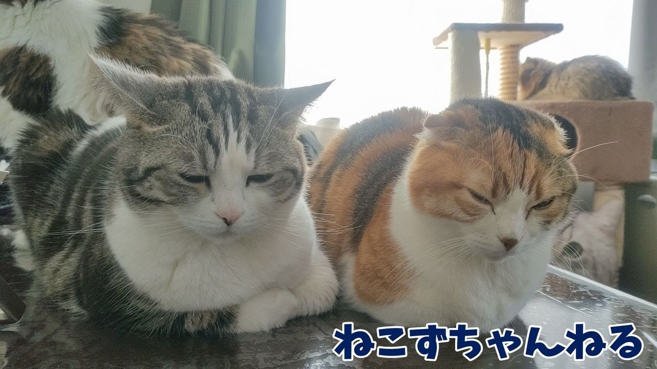 いったい何匹いるのかな？　ねこずちゃんねる739 #猫 #ねこ #cat #短足 #メインクーン    #スコティッシュフォールド #マンチカン