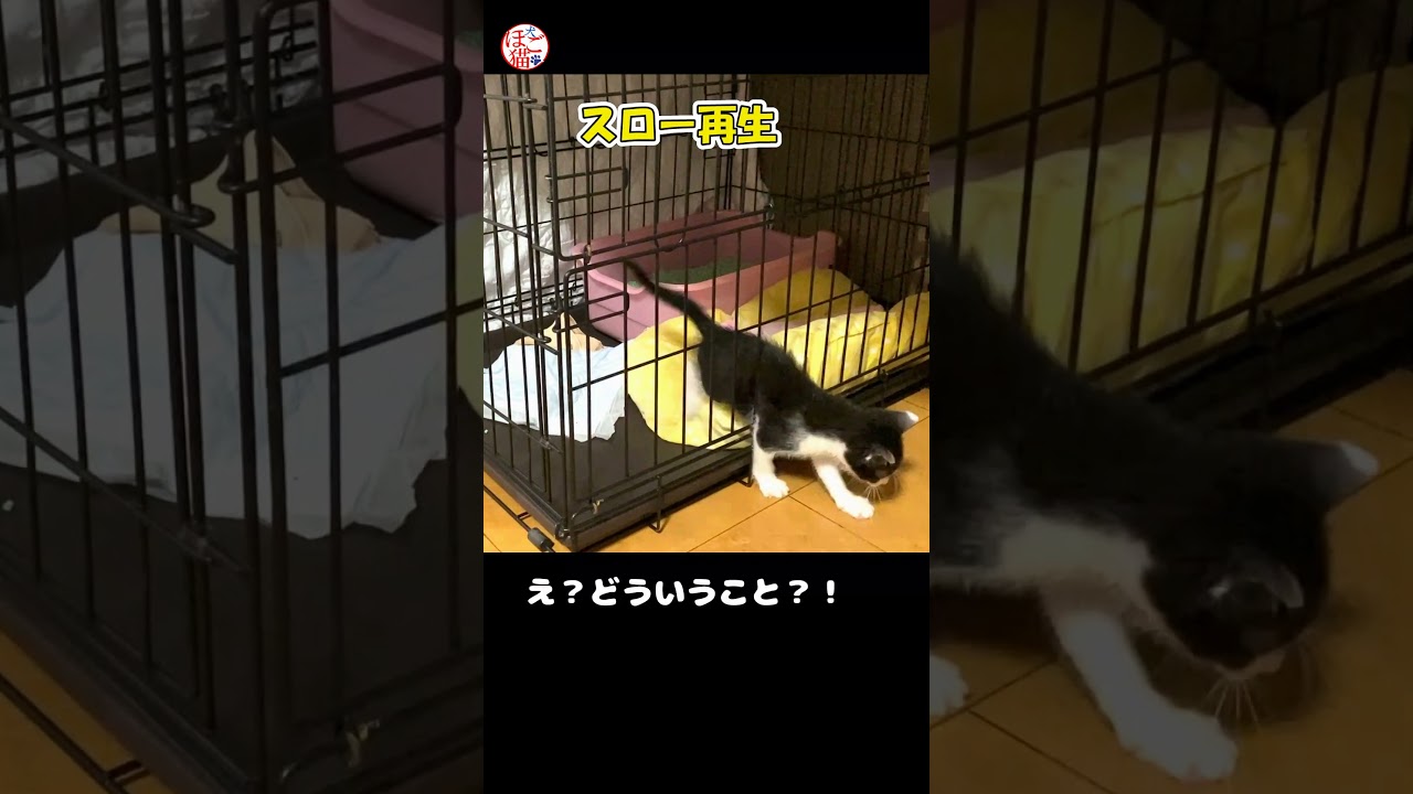 #shorts #猫 #子猫 #脱走 #注意喚起 #保護猫