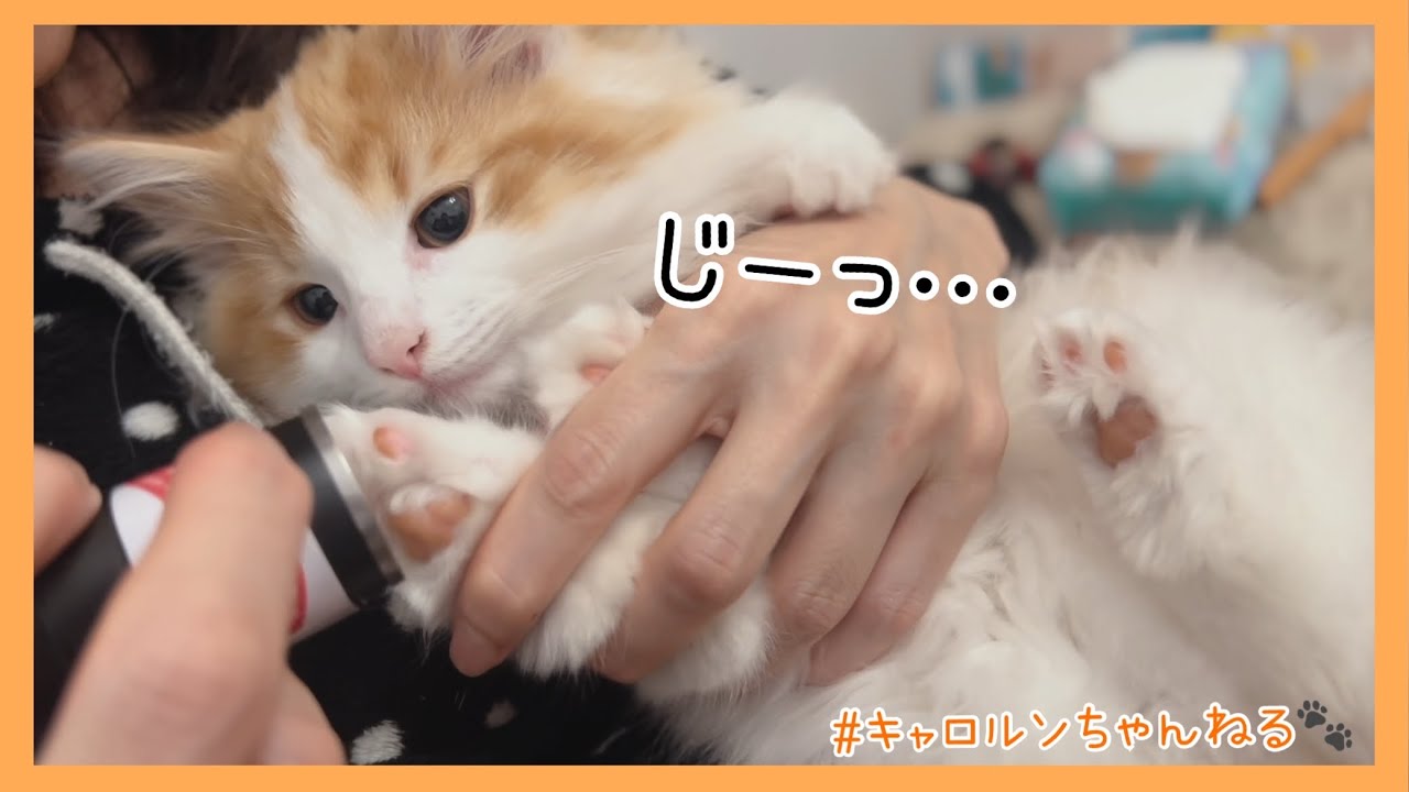 バリカンで子猫のゆび毛を剃ったら反応が可愛すぎた💓【ノルウェージャン】 #cat #猫 The result of shaving a kitten's fur with clippers