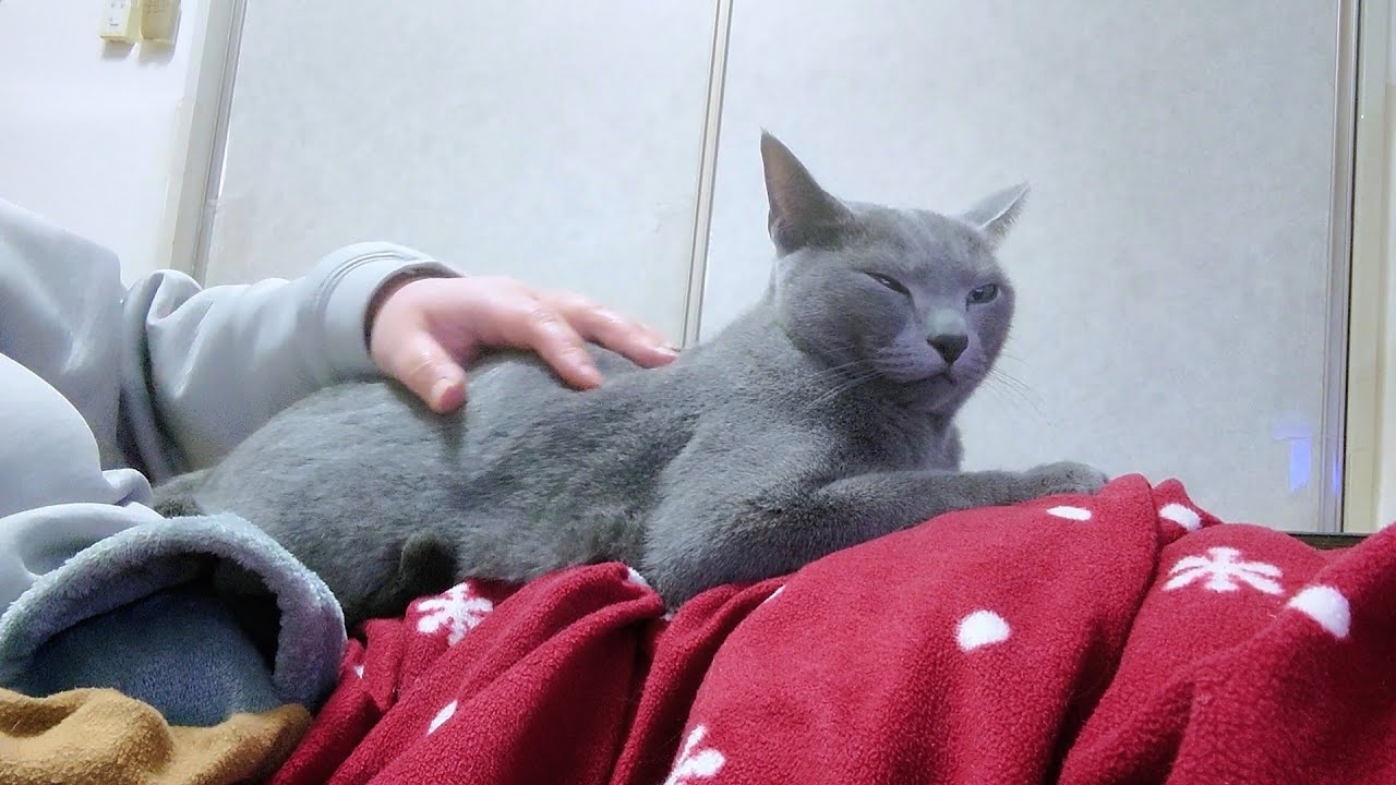 【猫動画】何度もご飯がほしいロシアンブルー【Russian blue】Russian Blue who wants to eat again and again