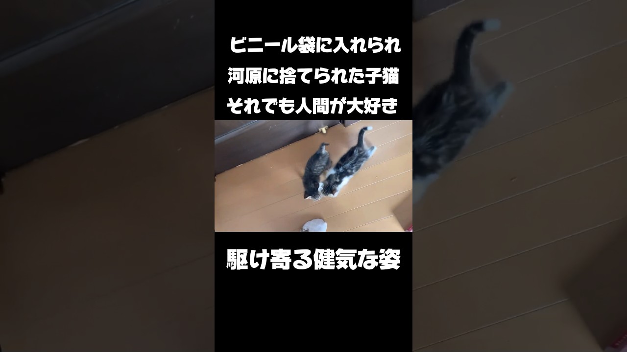 ビニール袋に入れられ河原に捨てられた子猫を保護して4日目