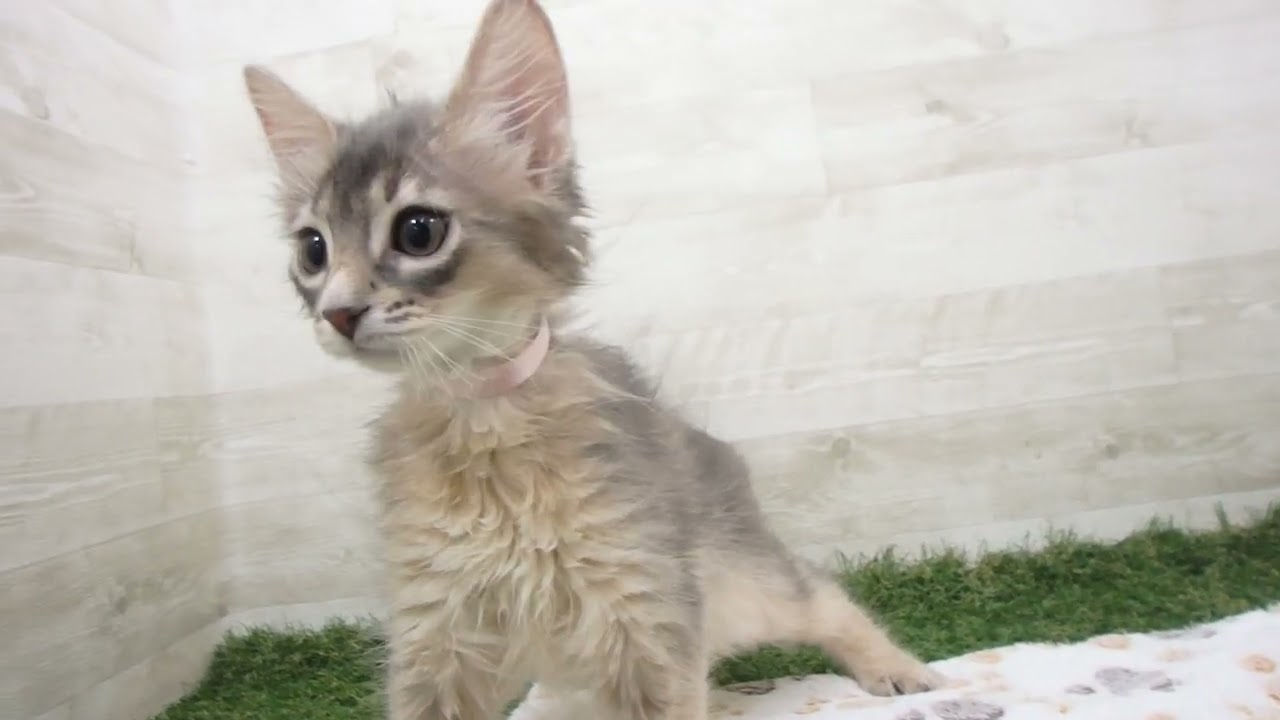 Coo&RIKU　No00663769 ソマリ