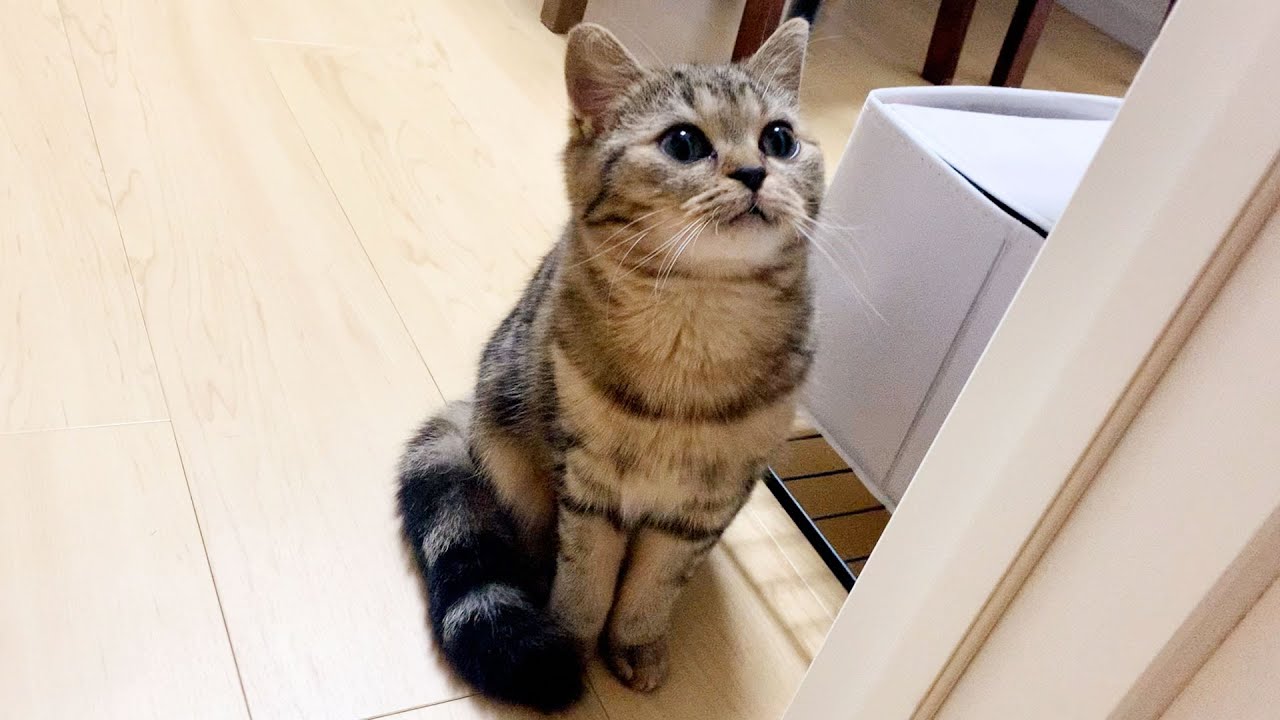 お風呂やトイレ、どこにでもついてくるストーカー子猫がこちらです笑 #165【生後208日目 スコティッシュフォールド】