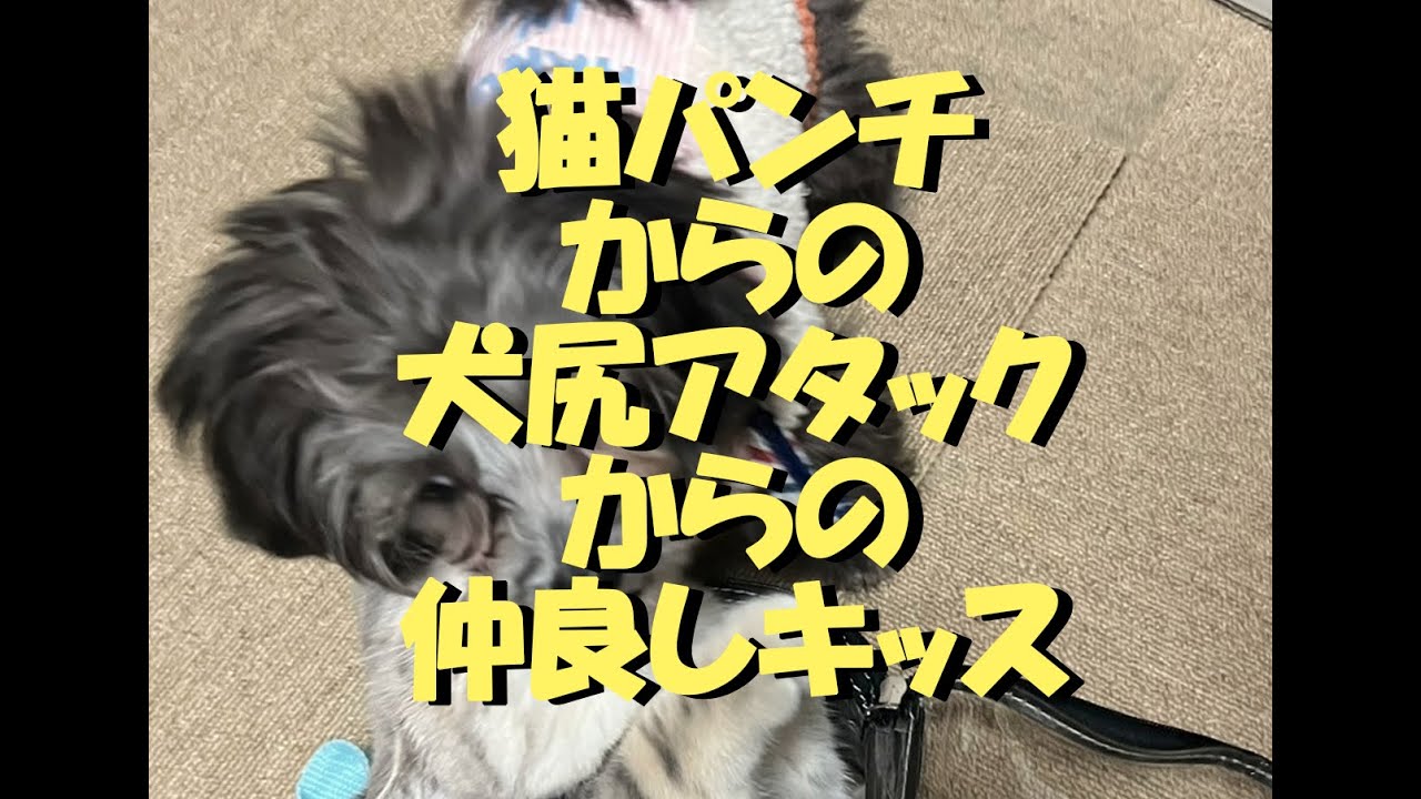 マンチカンとチワプー、猫パンチからの犬尻アタック、からの仲良しキッス
