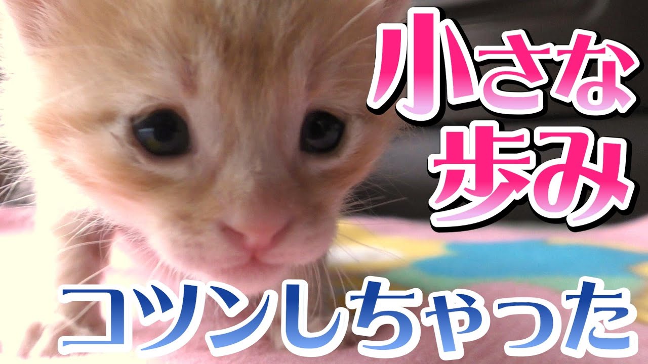 子猫が成長とともに見せる行動が可愛すぎて見ていると癒されます