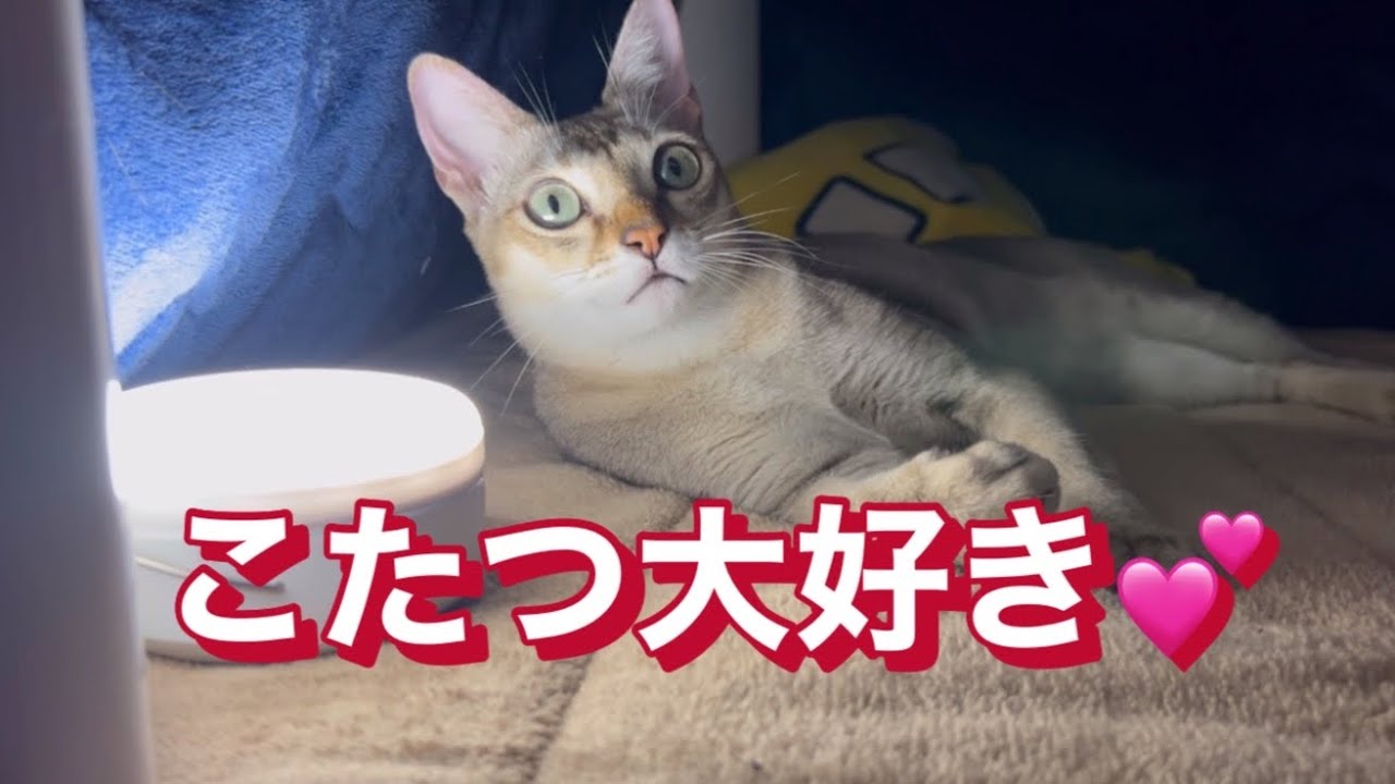 こたつ大好き💕　シンガプーラ
