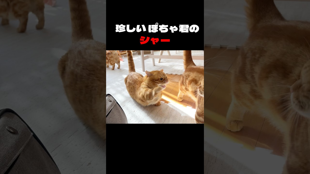 珍しいぽちゃくんのシャー！ #猫 #マンチカン #shorts
