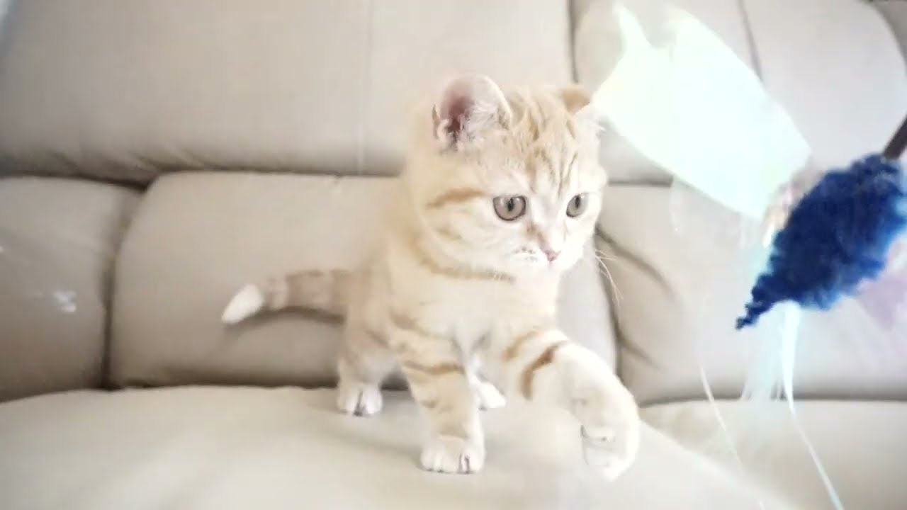 セルカークレックス子猫　2023.11.5産まれ 　レッドタビー　　男の子　Selkirk Rex　シーダキャット猫のお店