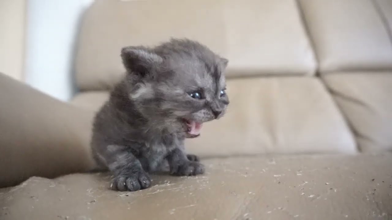 セルカークレックス子猫　2024.2.3産まれ 　シルバータビー　　女の子　Selkirk Rex　シーダキャット猫のお店