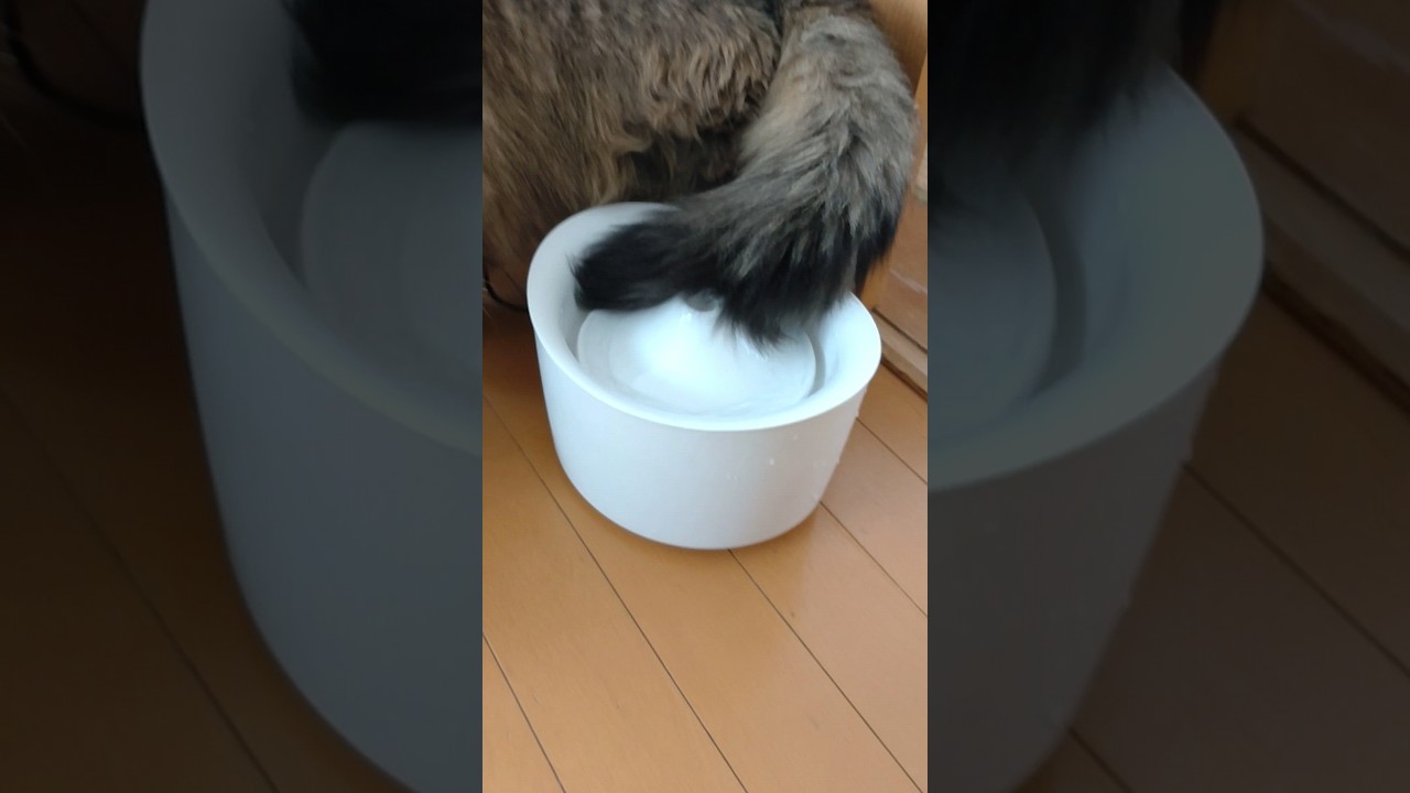 あまり濡れない【サイベリアン】 #サイベリアン #cat #ねこ