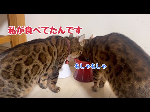 仲良くご飯タイムと見せかけて嫁のご飯を奪っている旦那猫