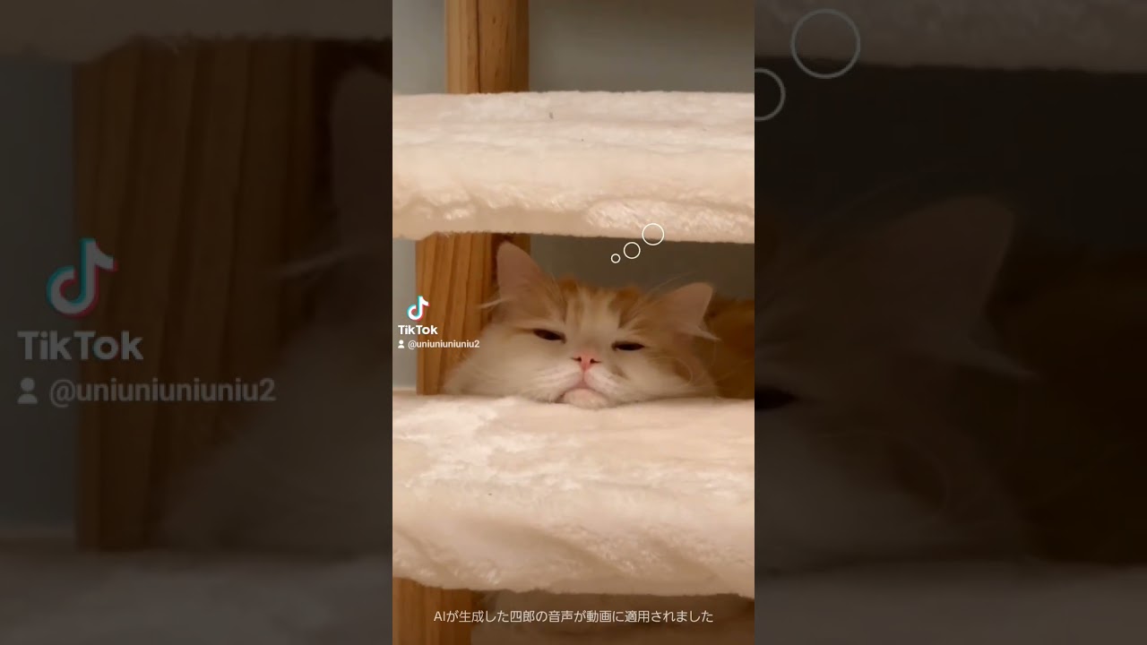 ふにふにモード #ラガマフィン #猫のいる暮らし #多頭飼い #shorts
