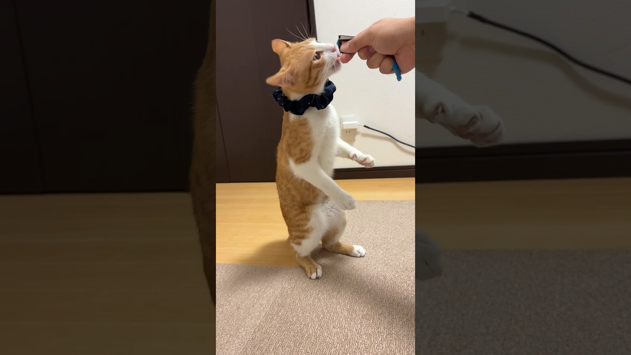 【直立子猫】ちゅ〜るはやっぱりウマいッ❗（天才子猫） | ねこせん