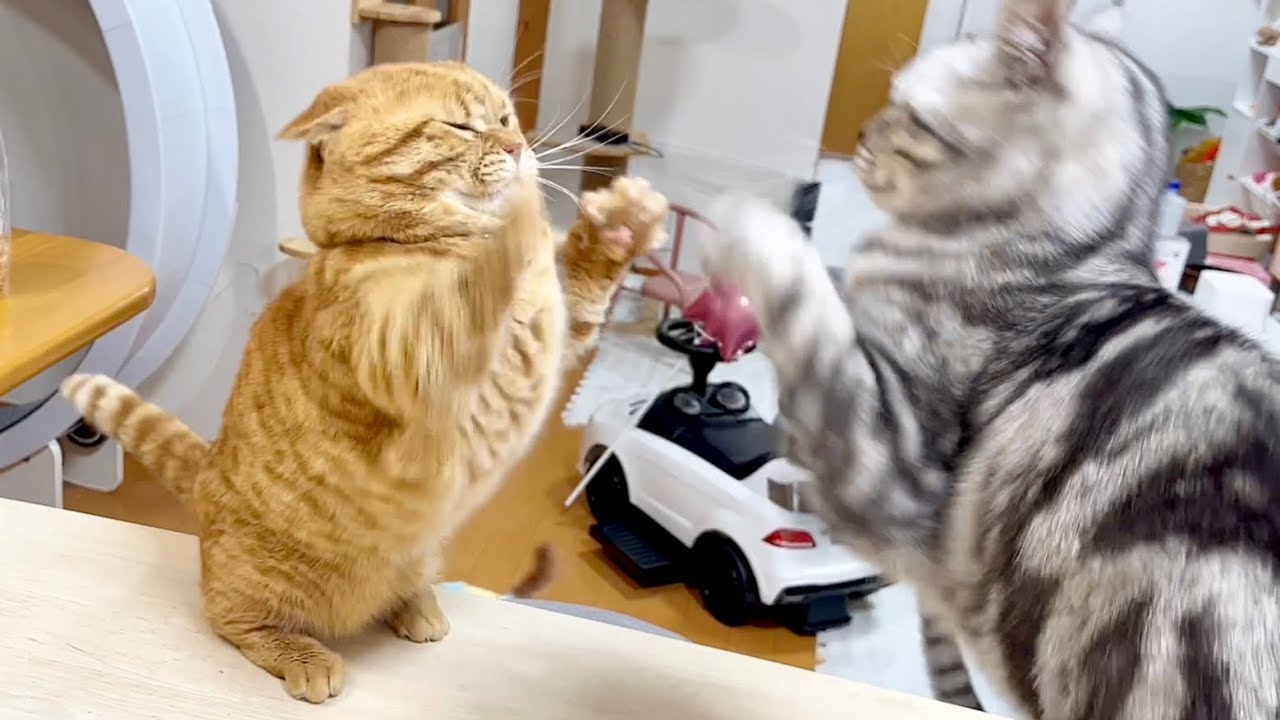 クロくん完全復活を体感する茶々パパ #猫 #マンチカン