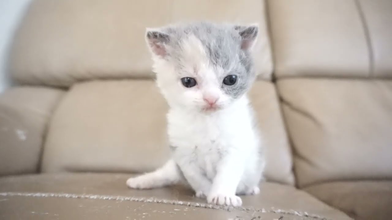 セルカークレックス子猫　2024.2.3産まれ 　ダイリュートキャリコ　パステル三毛　洋三毛猫　　女の子　Selkirk Rex　シーダキャット猫のお店